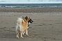 (Foto Goslar)_daenemark_2010_IMG_1090_Skagen_Nordstrand